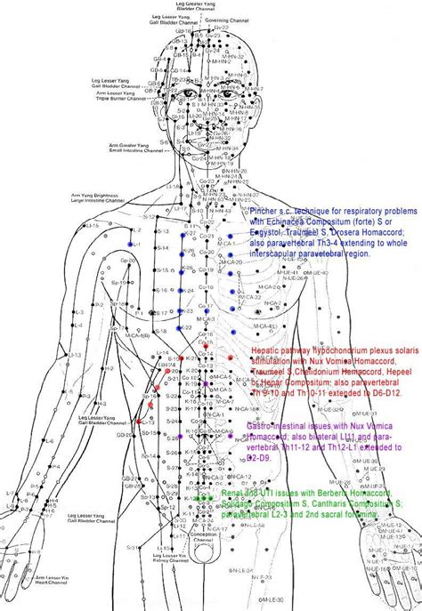 A Comprehensive Guide to the Human Acupuncture Map