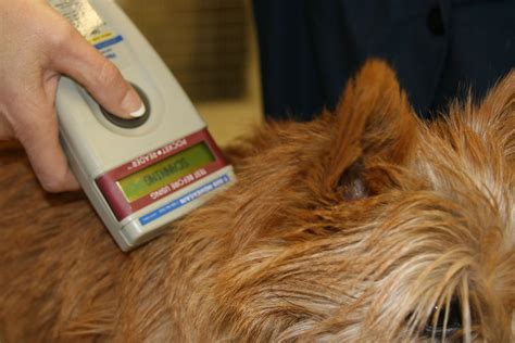 Unlocking Pet Reunions: The Power of Animal Chip Finders