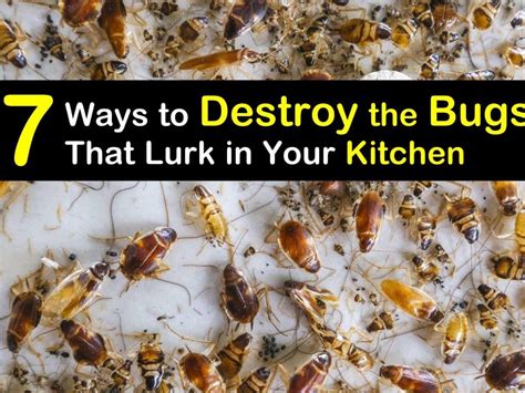 Kitchen Pest Control: Ultimate Guide to Eradicating Bugs