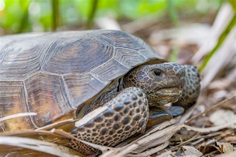 Coexisting Peacefully: Managing Gopher Tortoise Presence on Your Property