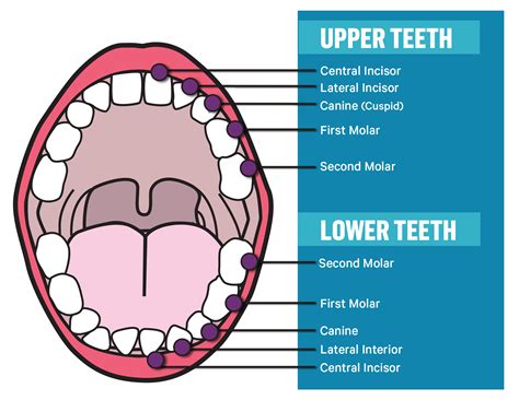 Unraveling the Wonder: How Teeth Work and Grow