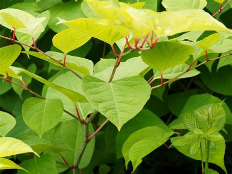 Natural and Effective Ways to Eradicate Japanese Knotweed