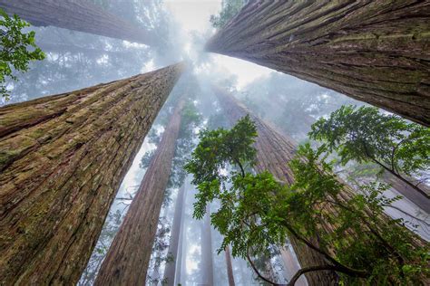 Redwood National Park Map: Discover Giant Trees & Trails