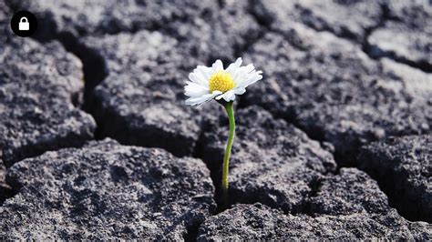 How to Bounce Back from Setbacks: A Resilient Guide
