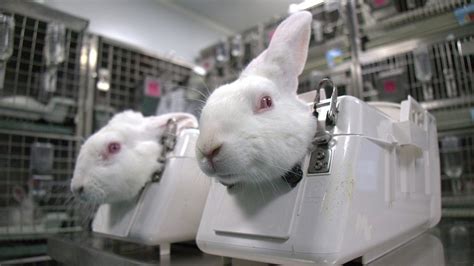 The Ancient Roots of Animal Experimentation: A Historical Overview
