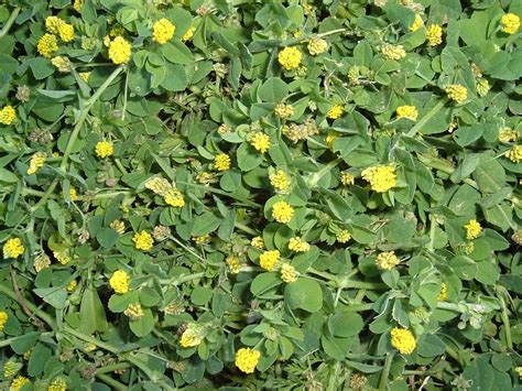 Effective Strategies to Eliminate Black Medic Weed from Your Lawn