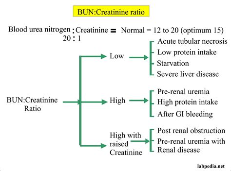 Unlocking the Secrets of Your BUN Creatinine Ratio: A Guide to Kidney Health