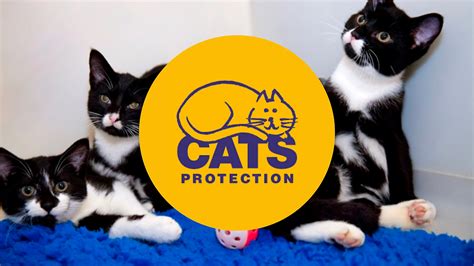 Top Cat Charities: Supporting Feline Friends in Need