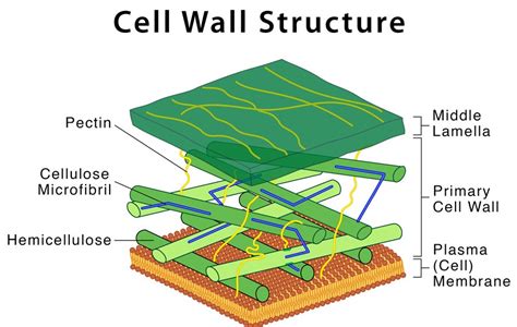 The Cell Wall: An Unseen Guardian of Life's Foundations