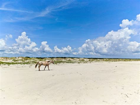 Cumberland Island: Georgia's Untamed Coastal Gem