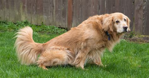 Why is My Dog Peeing Blood? Understanding Hematuria in Canines