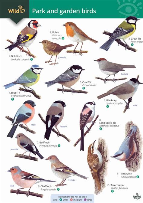 Discover Your Garden's Feathered Friends: An Essential Bird Guide
