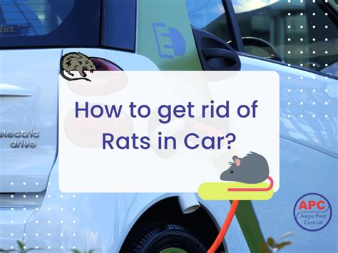 Effective Strategies to Remove Rats from Your Car