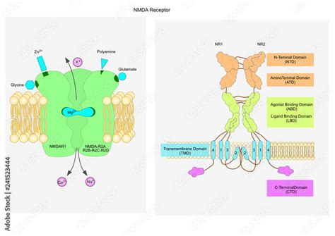 Glutamate and NMDA Receptors: The Brain's Symphony of Learning and Memory