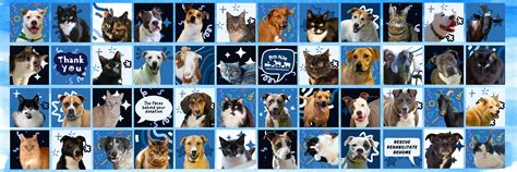Little Shelter Animal Rescue: A Haven for Homeless Pets