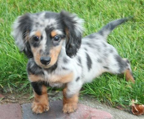 Long Haired Dachshund: A Majestic Canine Companion
