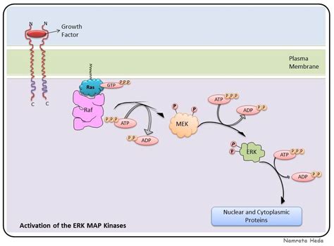 Unveiling Map Kinase Kinase: Master Regulators of Cellular Destiny