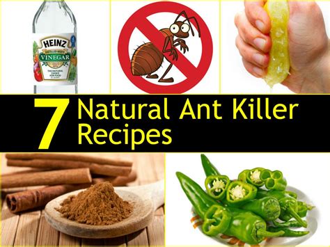 Effective Natural Ant Killers for a Clean Kitchen