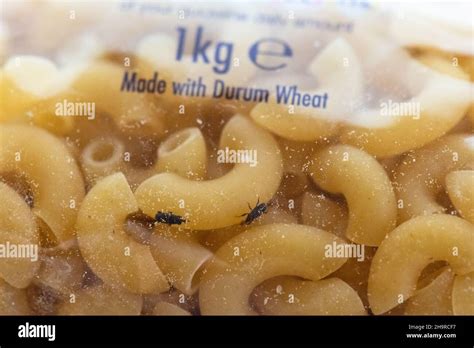 Effective Ways to Eliminate Pests in Pasta & Keep Your Pantry Bug-Free