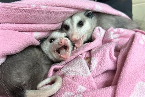 Humane Possum Removal: Your Guide to a Peaceful Home