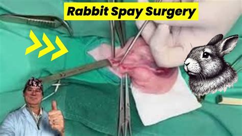 Cost to Spay a Rabbit: A Comprehensive Guide for Pet Owners