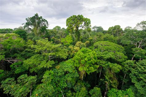 Unveiling the World's Rainforests: Where Life's Symphony Resides