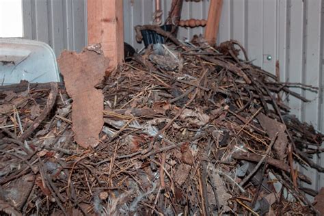 Effective Ways to Eradicate a Rat's Nest from Your Home