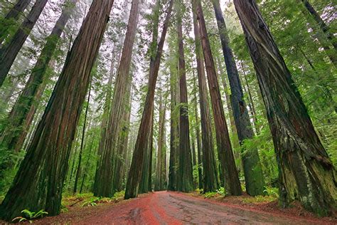 Unveiling the Giants: Discover Where Redwoods Thrive