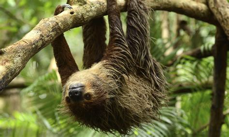 The Enigma of Sloth Pooping: Unraveling Their Unique Weekly Ritual