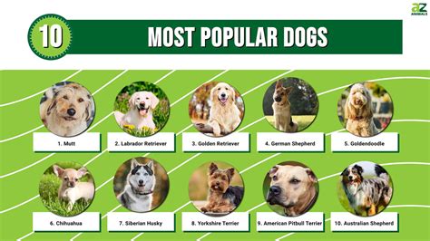 Unleashing the Top Dogs: Exploring Elite Canine Companions