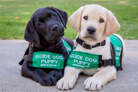 The Incredible Journey: Training a Guide Dog Puppy to Be a Lifesaving Companion