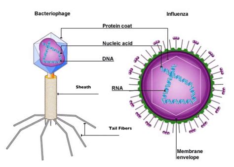 Unraveling the Mystery: A Comprehensive Definition of Viruses