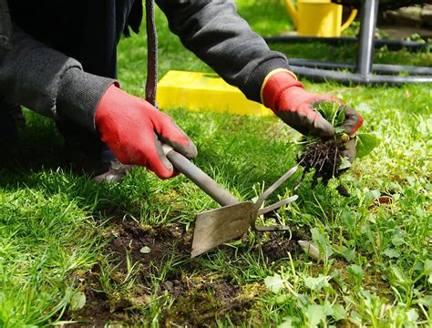 Mastering Weeding: Cultivate a Pristine Garden Oasis