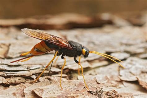 Effective Ways to Eliminate Wood Wasps from Your Home