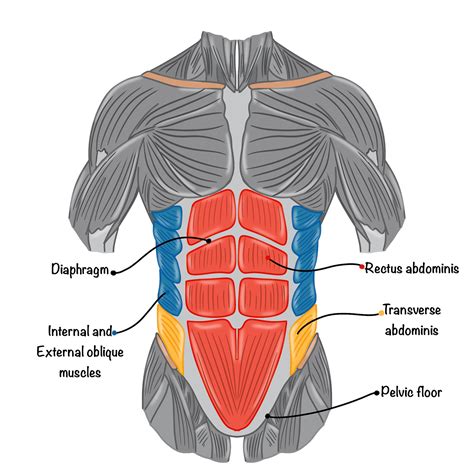 Unveiling the Abdomen: Location, Organs, and Vital Functions
