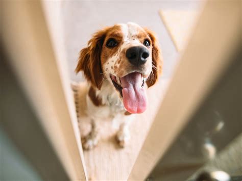 Finding Compassionate Animal Health Care Centers in Renton, WA