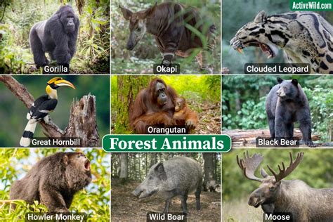 Animals in Forest: Unveiling Nature's Hidden Wonders