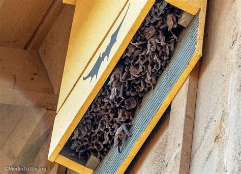 DIY Bat House Guide: Build a Safe Home for Bats