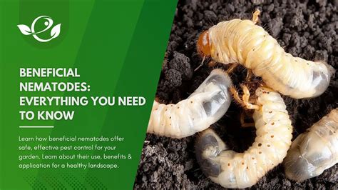 Unleashing Nature's Army: Where to Find Beneficial Nematodes for Your Garden