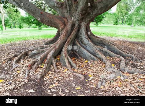 Effective Ways to Remove Big Tree Roots from Your Property