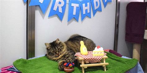 The Silent Celebration: When Nobody Shows Up to a Birthday Party