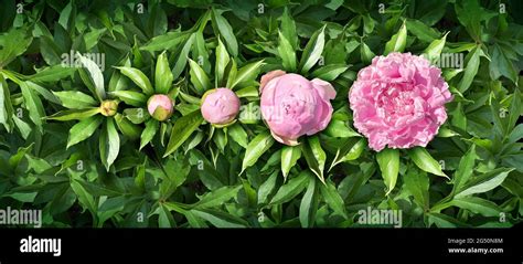 Cultivating Your Personal Growth Sanctuary: Where We Truly Bloom