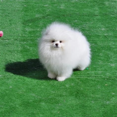 City Puppies New York: Finding Your Perfect Furry Companion
