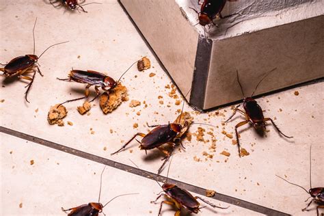 Effective Strategies to Eliminate Cockroach Infestations Permanently