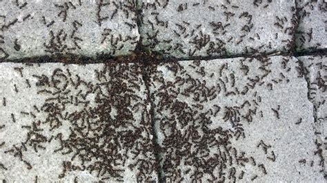 Effective Strategies to Eliminate Concrete Ants from Your Property