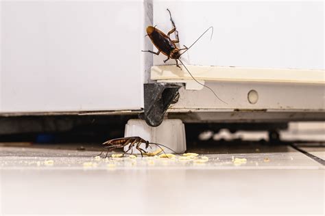 Banish Bugs: A Comprehensive Guide to Eliminating Pests from Your Dishwasher