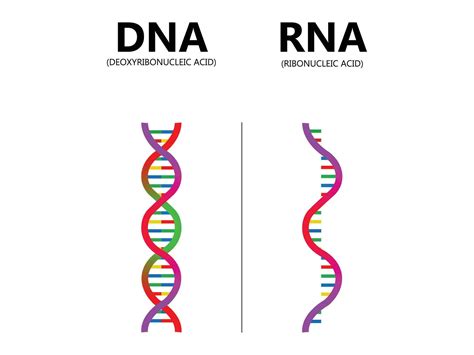 Unraveling the Genetic Code: DNA to RNA Conversion Explained