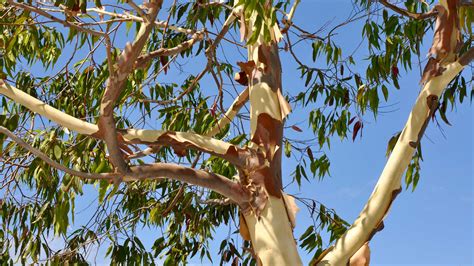Discover Where to Buy Eucalyptus Trees for Your Home and Garden