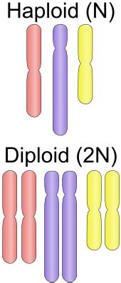 Unveiling Haploid: The Fundamental Building Block of Genetic Diversity