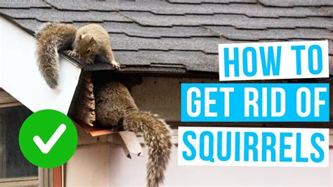 Evicting Unwanted Guests: Your Guide to a Squirrel-Free Roof